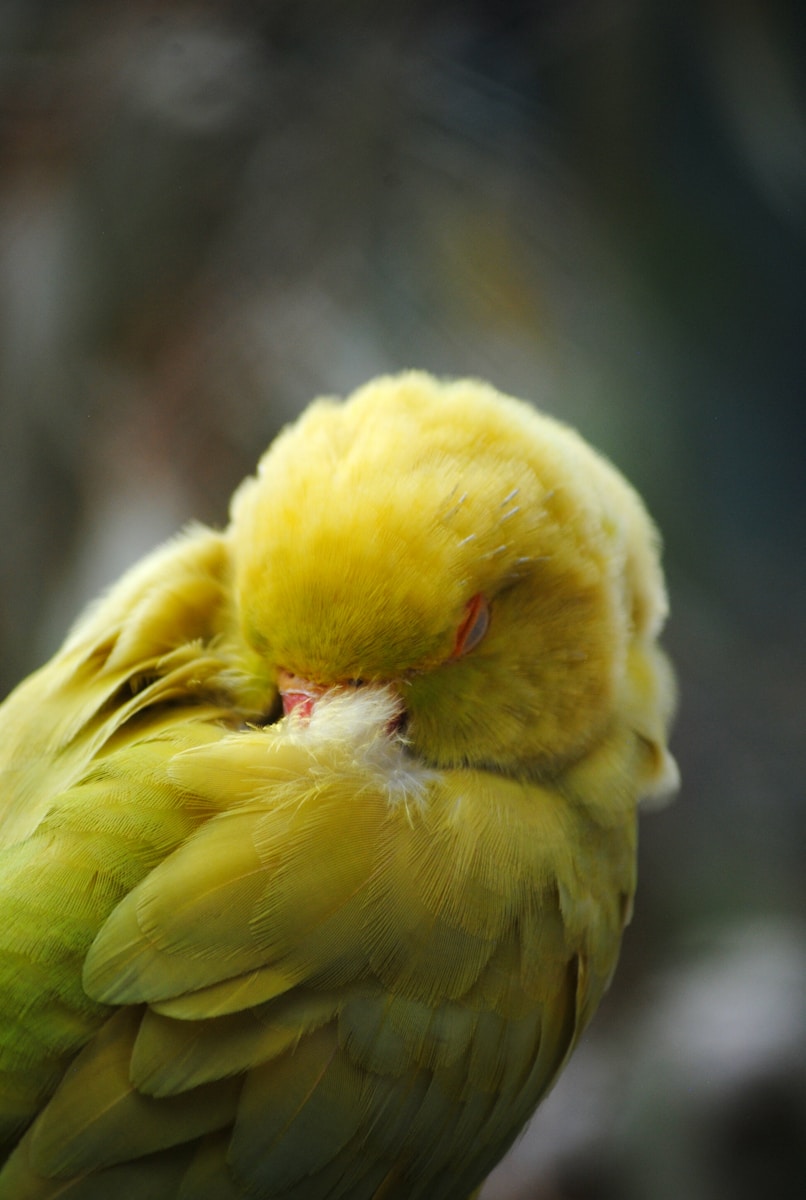 yellow bird